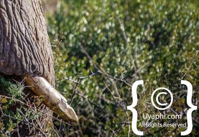 Elephants Of Madikwe