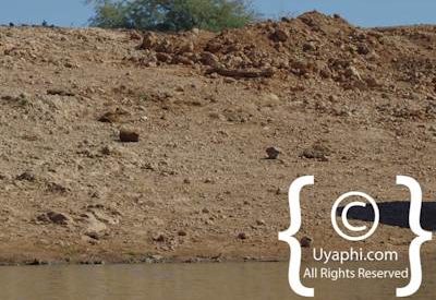 Elephants Of Madikwe