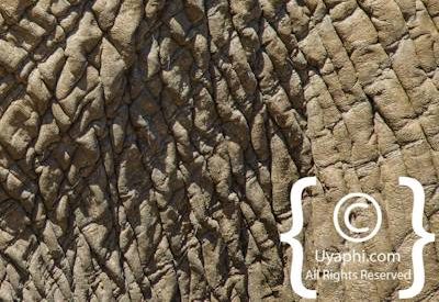 Elephants Of Madikwe