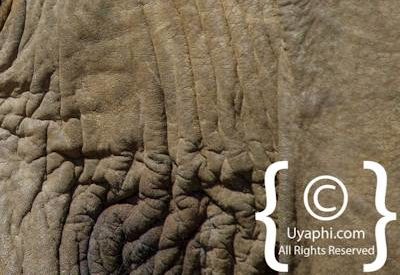 Elephants Of Madikwe