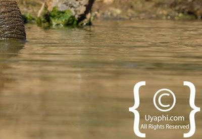 Elephants Of Madikwe