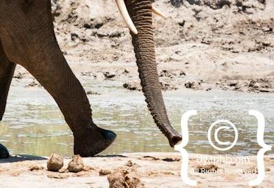 Madikwe Elephant Photo Gallery