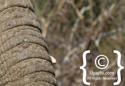 Elephants Of Madikwe