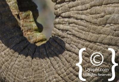 Elephants Of Madikwe