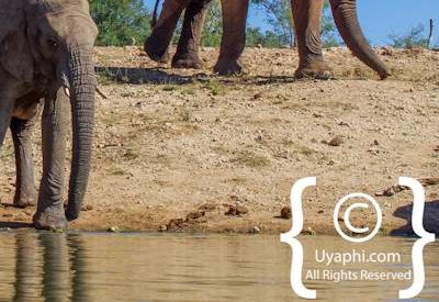 Elephants Of Madikwe