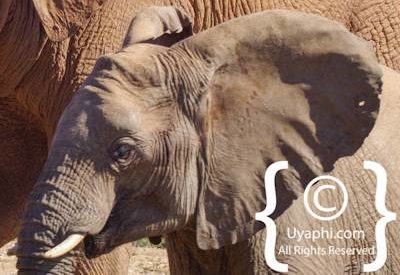 Elephants Of Madikwe