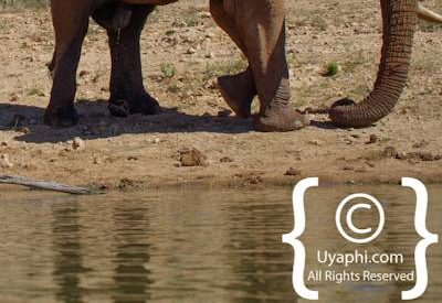 Elephants Of Madikwe