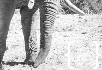 Elephants Of Madikwe