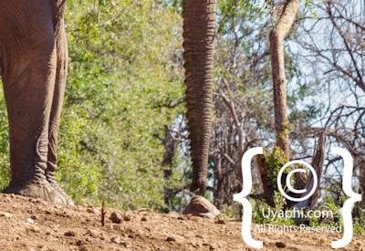 Elephants Of Madikwe