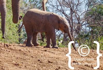 Elephants Of Madikwe