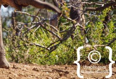 Elephants Of Madikwe