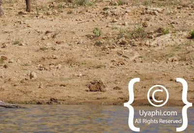 Elephants Of Madikwe