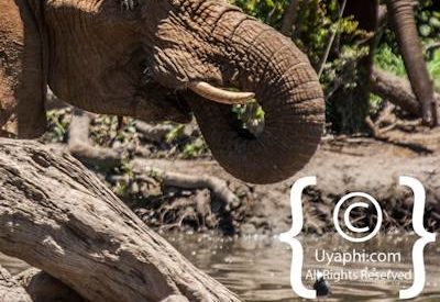 Madikwe Elephant Photo Gallery