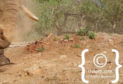 Elephants Of Madikwe