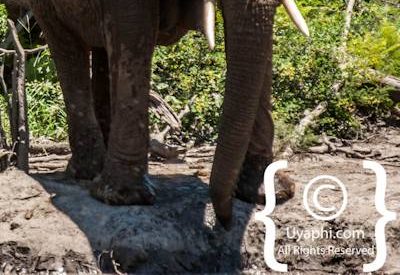 Madikwe Elephant Gallery