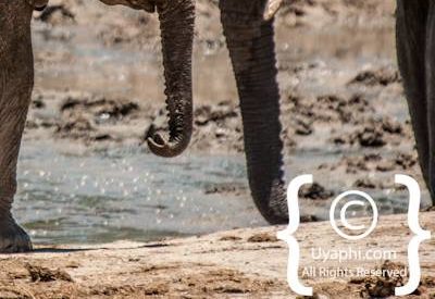 Madikwe Elephant Gallery