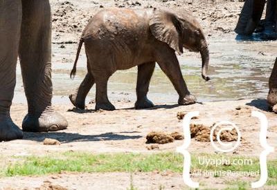Madikwe Elephant Gallery
