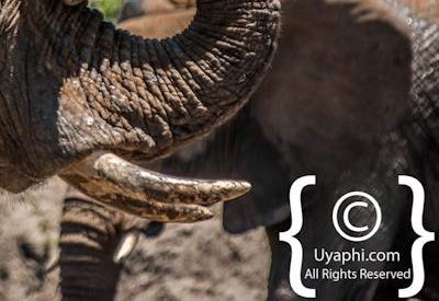 Madikwe Elephant Gallery