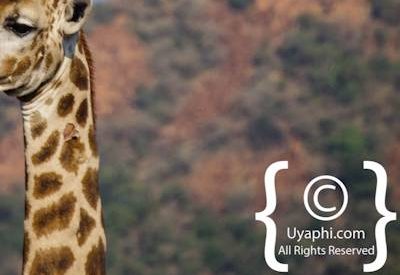 Madikwe Giraffe Gallery