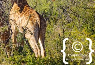 Giraffes Of Madikwe