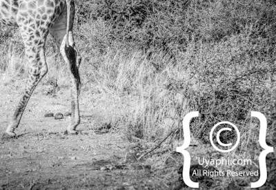 Giraffes Of Madikwe