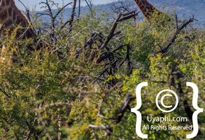 Giraffes Of Madikwe
