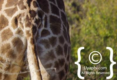 Giraffes Of Madikwe