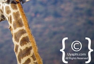 Giraffes Of Madikwe