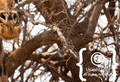 Madikwe Giraffe Photo Gallery