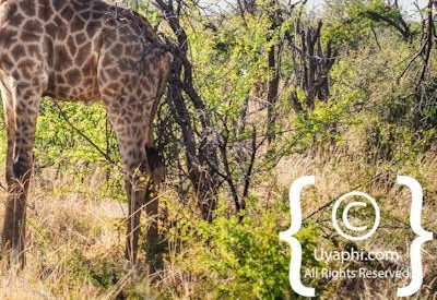 Giraffes Of Madikwe