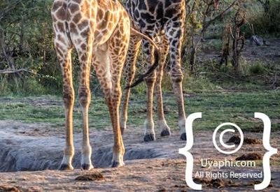 Madikwe Giraffe Photo Gallery