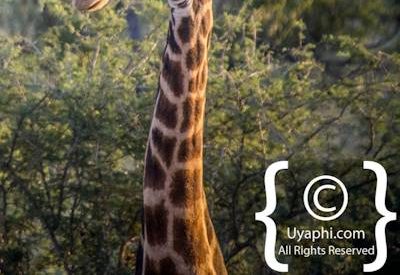 Madikwe Giraffe Photo Gallery