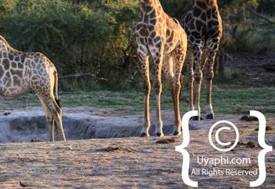 Madikwe Giraffe Photo Gallery