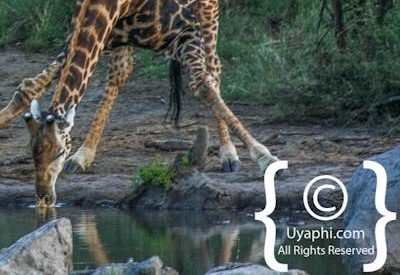 Madikwe Giraffe Gallery