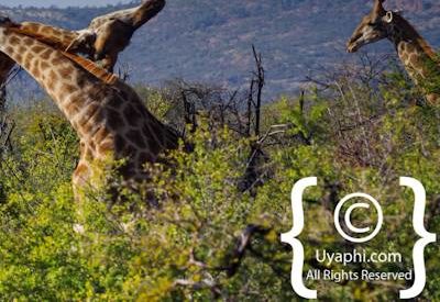 Madikwe Giraffe Gallery