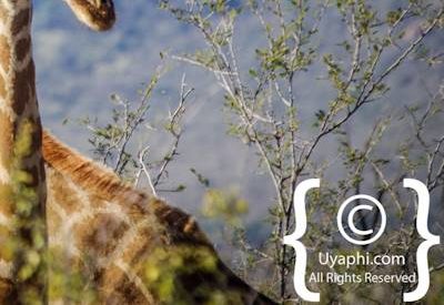 Madikwe Giraffe Gallery