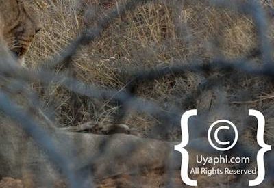 Madikwe Lion Photo Gallery