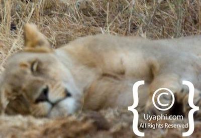 Madikwe Lion Gallery