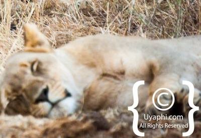 Madikwe Lion Gallery