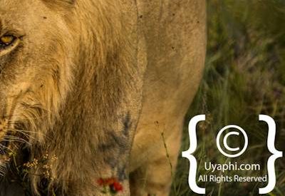 Lions of Madikwe Image Gallery