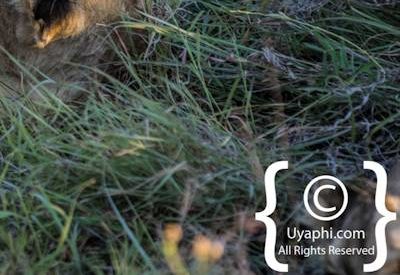 Lions of Madikwe Image Gallery