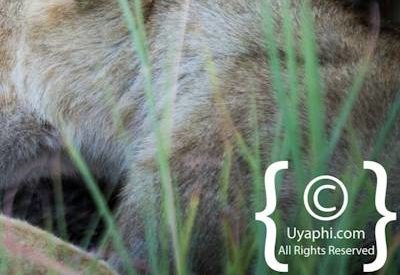 Lions of Madikwe Image Gallery