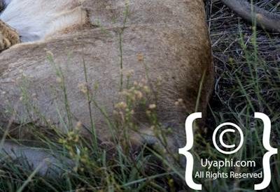 Lions of Madikwe Image Gallery