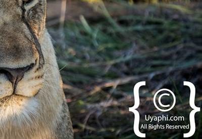 Lions of Madikwe Image Gallery