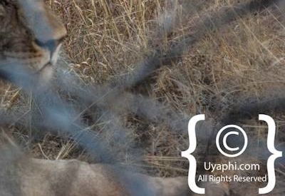 Madikwe Lion Photo Gallery