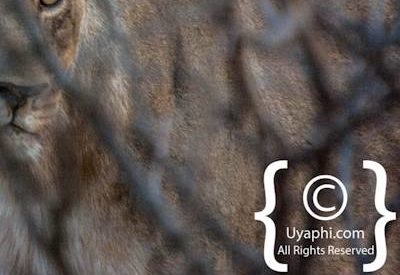 Madikwe Lion Photo Gallery