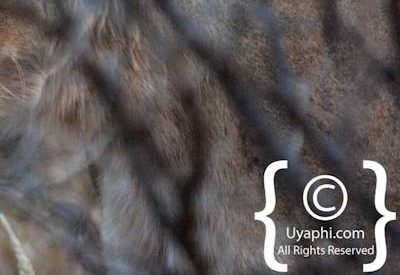 Madikwe Lion Photo Gallery