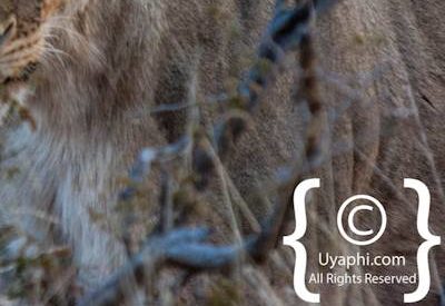 Madikwe Lion Photo Gallery