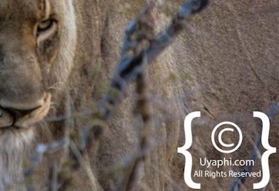 Madikwe Lion Photo Gallery