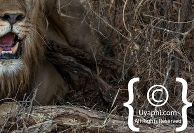 Madikwe Lion Gallery